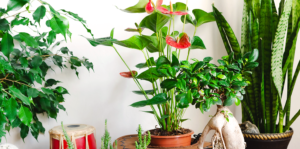 living-color-favorite-tropical-houseplants-header
