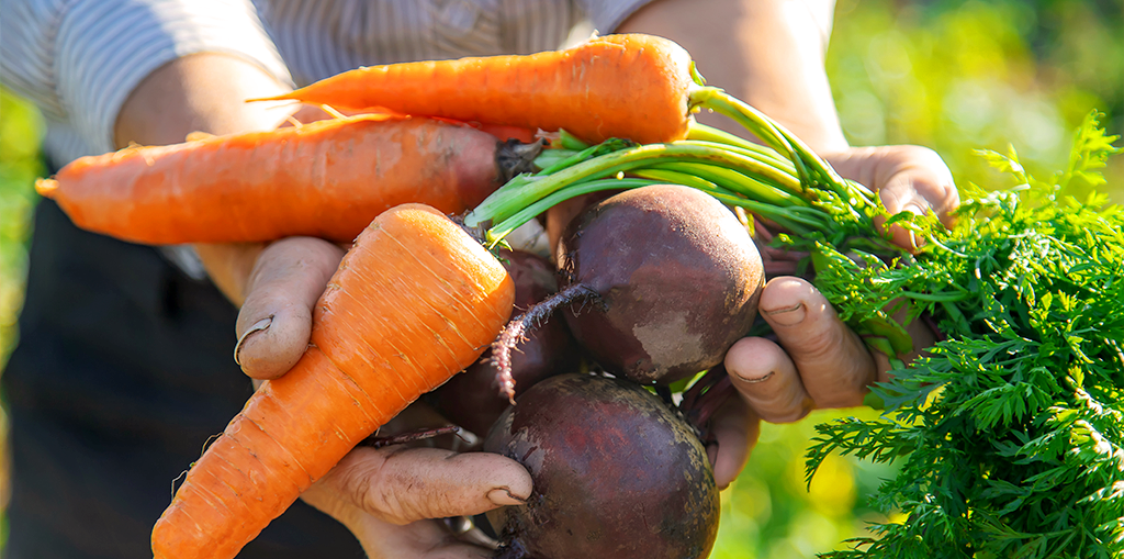 living-color-vegetable-planting-calendar-hands-holding-carrots-beets