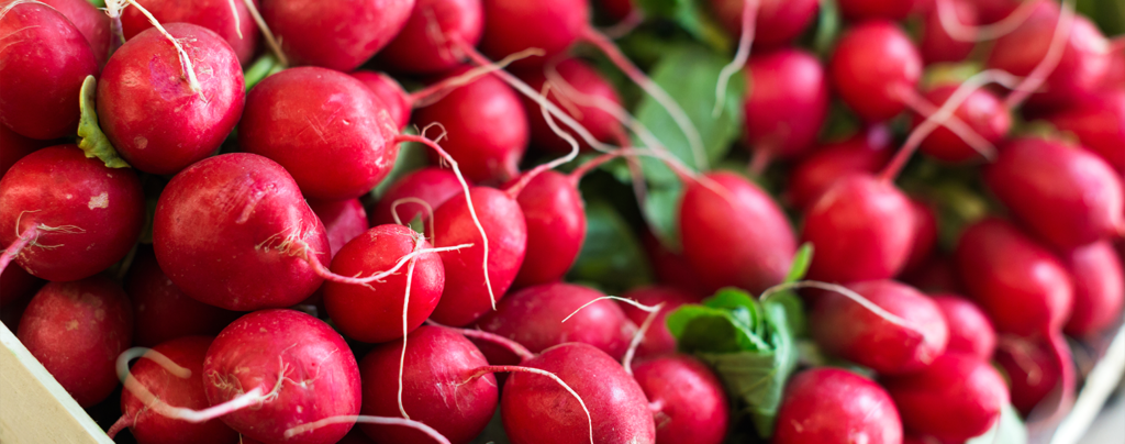 living-color-vegetable-planting-calendar-radishes