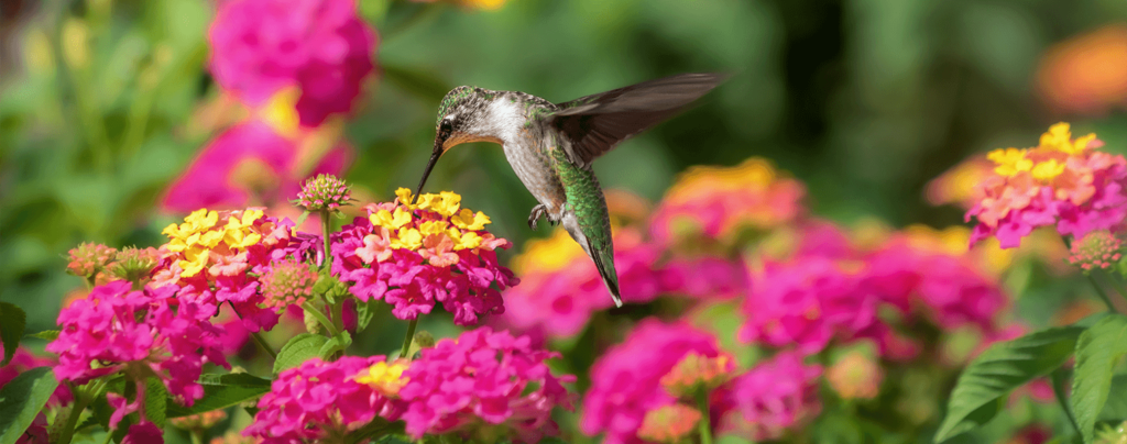 living-color-best-perennials-bright-lantana-with-hummingbird