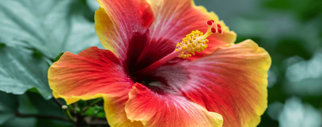 living-color-best-perennials-bright-red-hibiscus