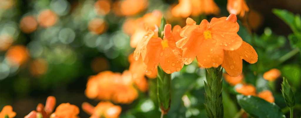 living-color-best-perennials-light-orange-crossandra