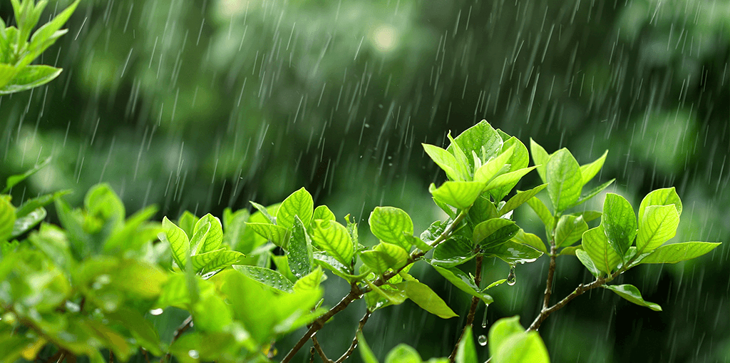 living-color-managing-wet-weather-header-rainstorm