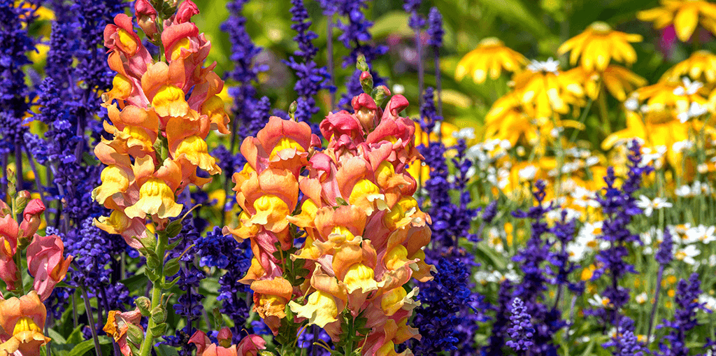 living-color-cool-season-annuals-florida-snapdragons-salvia-coneflowers
