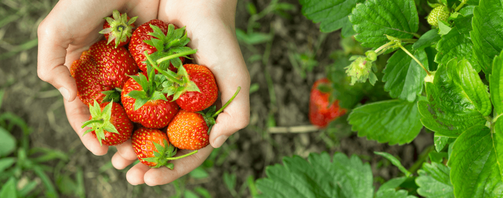 living-color-grow-strawberries-handpicked-strawberries