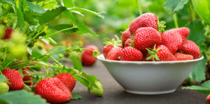 living-color-grow-strawberries-in-white-bowl