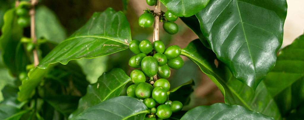 living-color-how-to-grow-a-coffee-plant-green-fruit