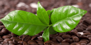 living-color-how-to-grow-a-coffee-plant-leaves-with-coffee-beans