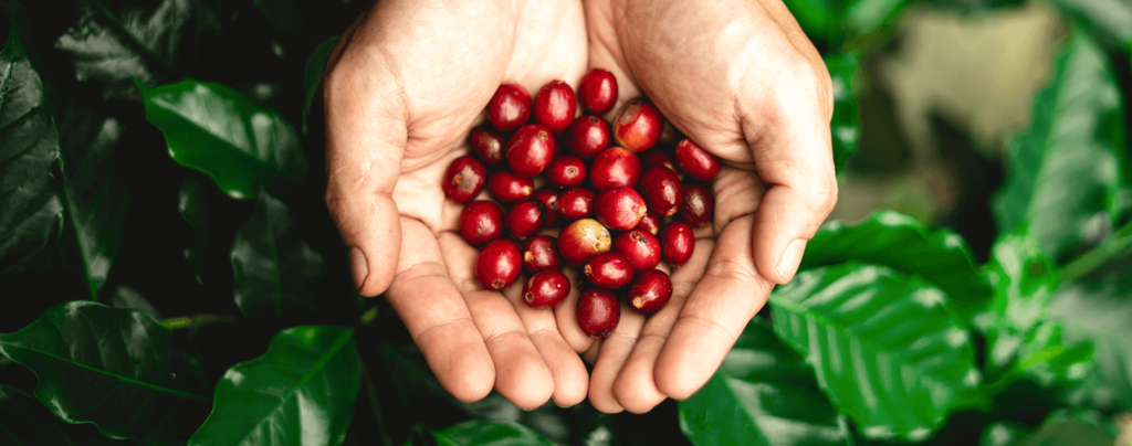living-color-how-to-grow-a-coffee-plant-ripe-red-fruit