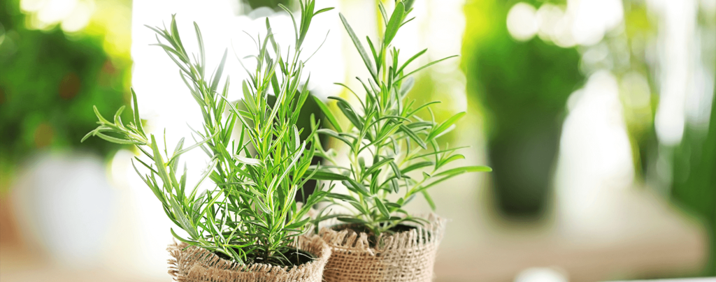 living-color-plant-herbs-at-home-rosemary
