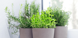 living-color-plant-herbs-at-home-windowsill