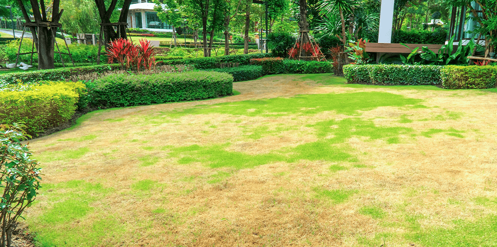 living-color-control-tropical-lawn-large-brown-patch