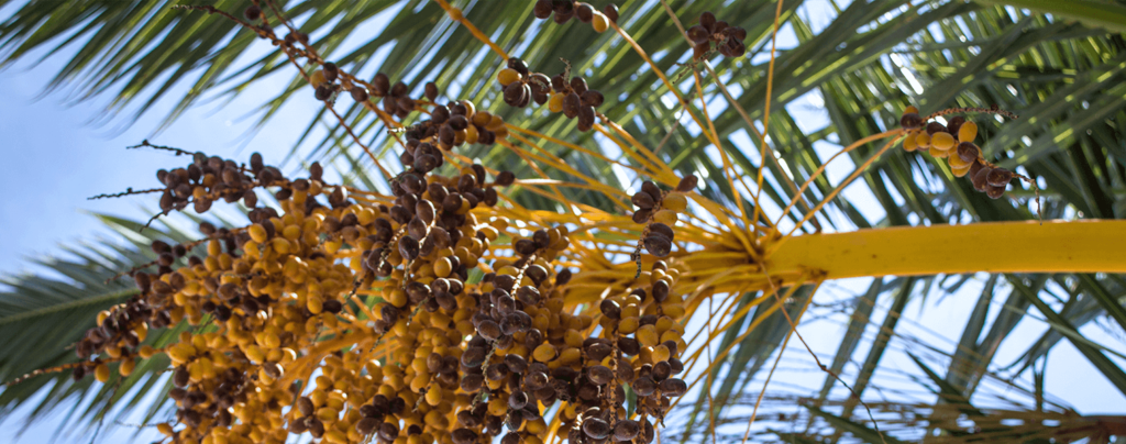 living-color-palm-tree-pruning-fruit-stem