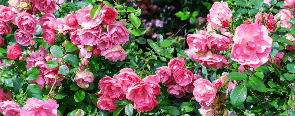 living-color-rose-bushes-belinda's-dream