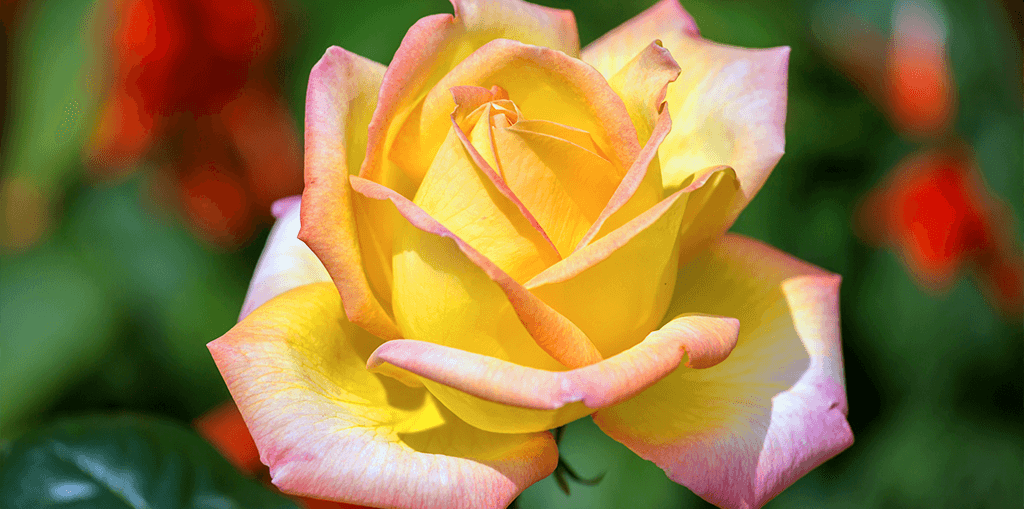 living-color-rose-bushes-gold-medal