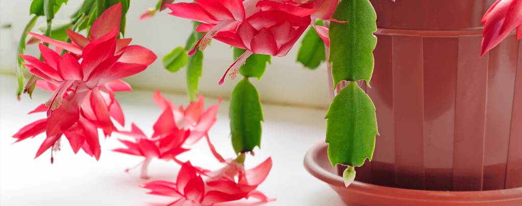 living-color-caring-for-christmas-cactus-drainage-pot