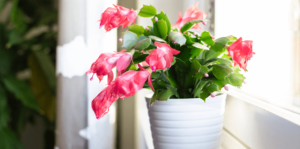 living-color-caring-for-christmas-cactus-in-window
