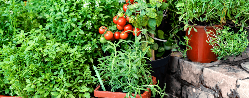living-color-edible-container-gardening-ideas-tomatoes-and-other-edible-plants