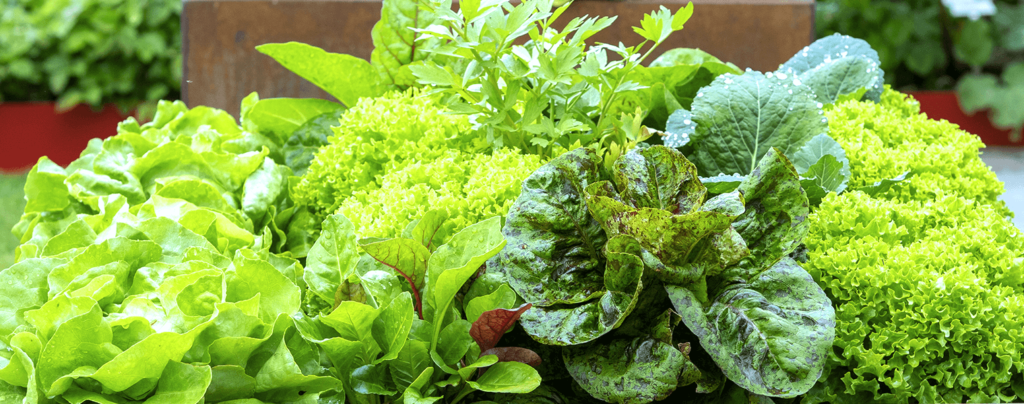 living-color-edible-container-gardening-lettuce-kale-parsley
