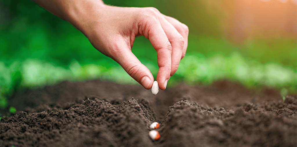 living-color-january-planting-calendar-planting-bean-seeds