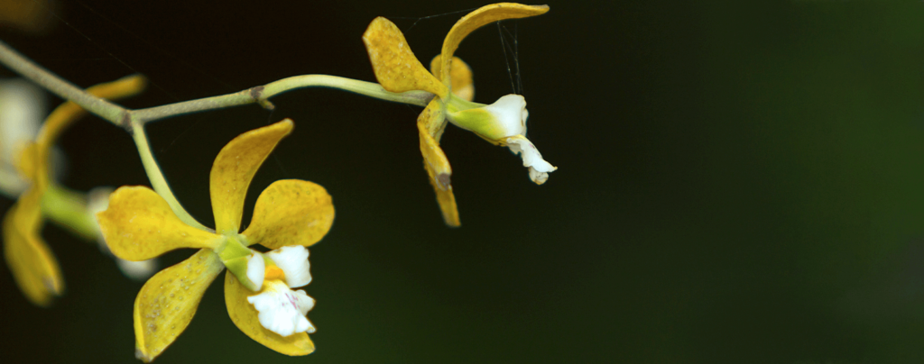 living-color-six-favorite-orchids-florida-butterfly-orchid-yellow