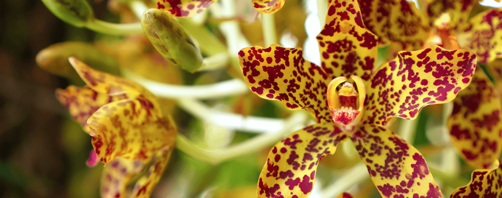 living-color-six-favorite-orchids-giant-tiger-orchid