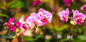 living-color-six-favorite-orchids-pink-orchid-closeup