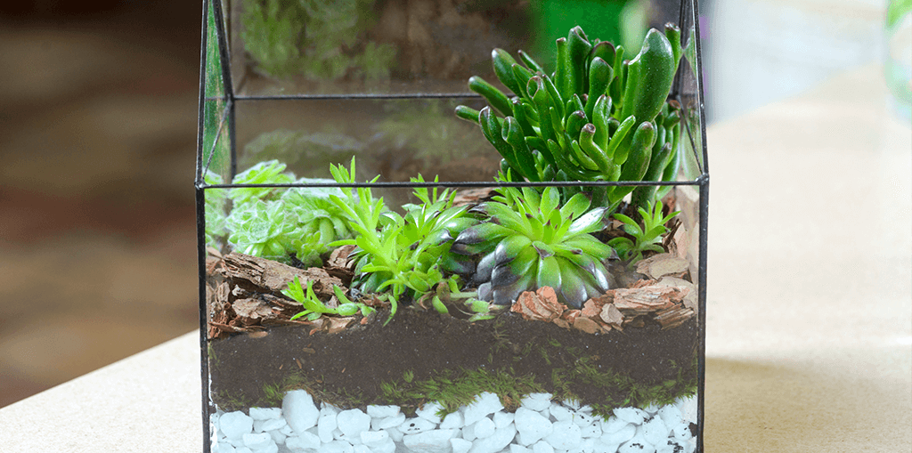 Beautiful DIY Glass Terrarium Ideas (How to Make & Maintenance)  Diy  succulent terrarium, Succulent terrarium, How to make terrariums