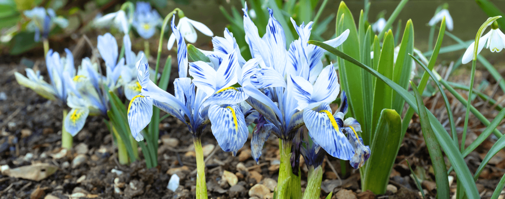 living color beautiful bulbs to plant dwarf irises