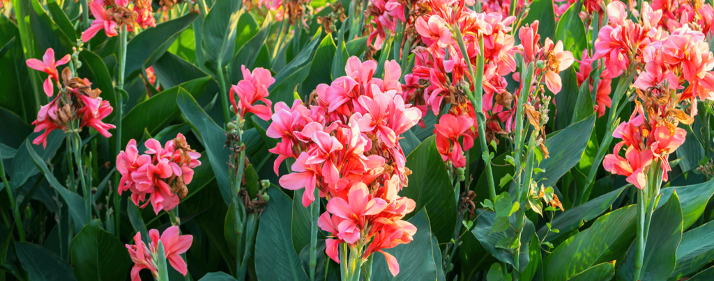 living color beautiful bulbs to plant canna lily