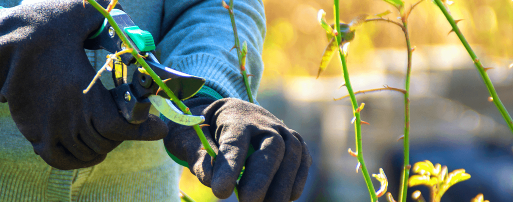 living-color-pruning-roses-spring-shears-gloves