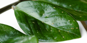 living color scale insects on dark green leaves