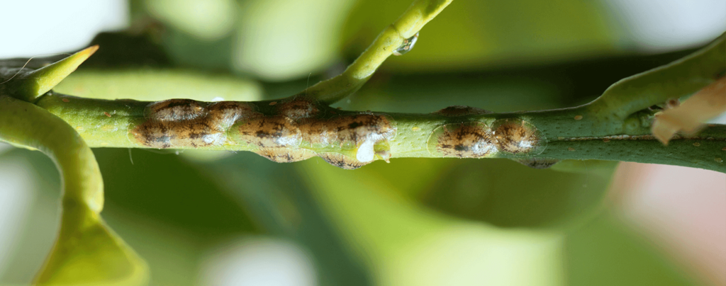 living color scale insects on stem up close