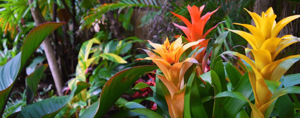living color best fertilizers tropical fruits flowers palms bromeliads red orange_