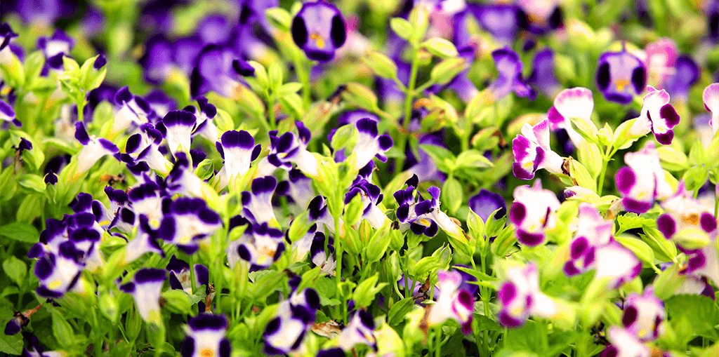 living color full sun flowers purple torenia hot sunlight