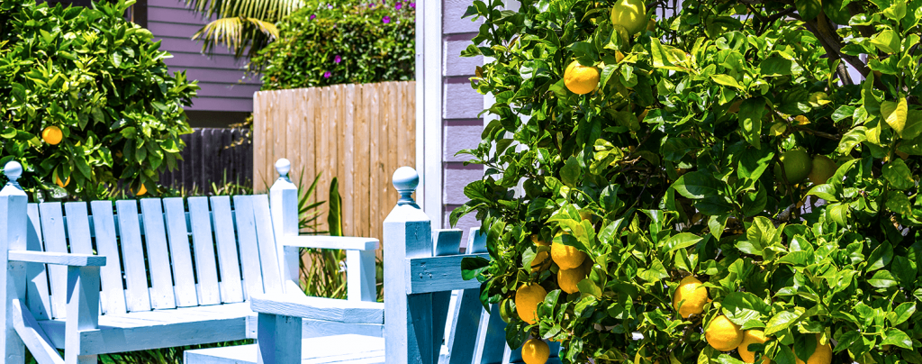 living color outsmart citrus leafminers backyard lemon trees
