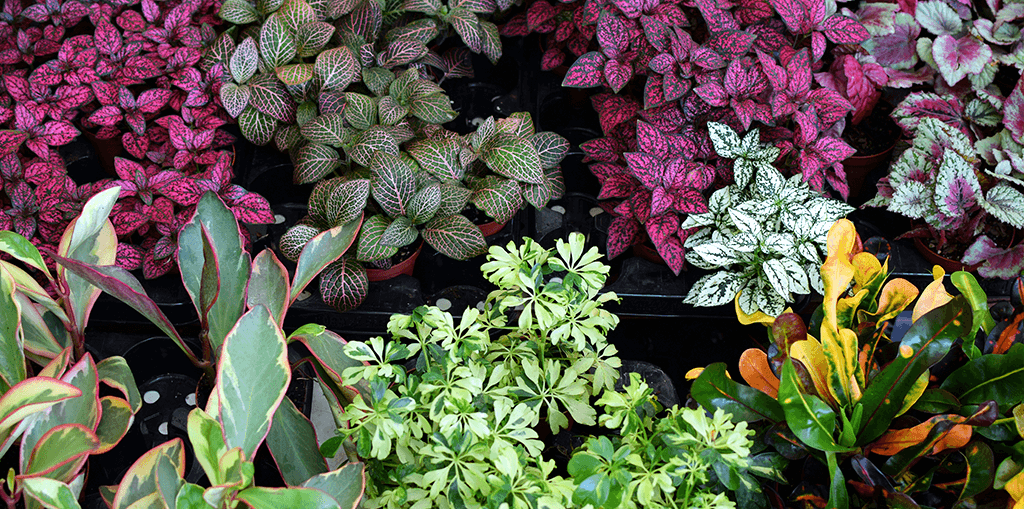 living color benefits of groundcover plants colorful foliage