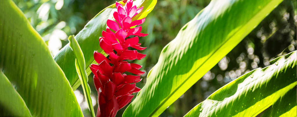 living color garden center edible tropical plants ginger flower