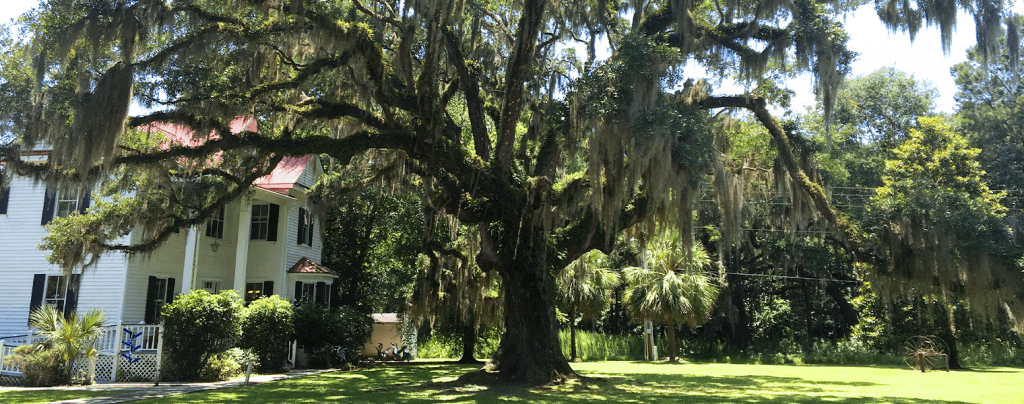 living color garden center shade trees south florida landscape live oak tree