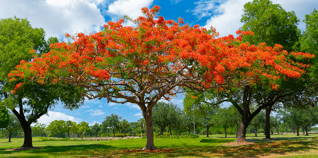 living color garden center shade trees south florida landscape royal poinciana tree