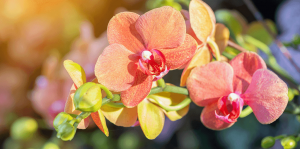 living color garden center grow healthy orchids outdoors rose colored orchids in sunlight