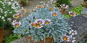 living color garden center heat tolerant annuals gazania daisies in clay pot