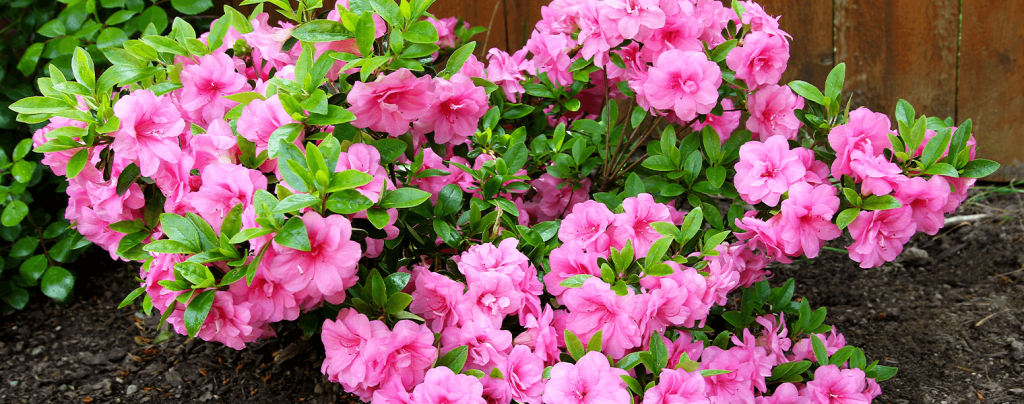 living color garden center shrubs fort lauderdale landscapes azaleas pink