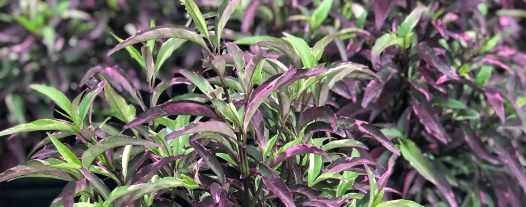 living color garden center shrubs fort lauderdale purple dazzler leaves