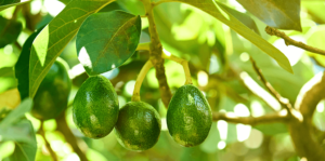 living color garden center grow avocado tree guacamole