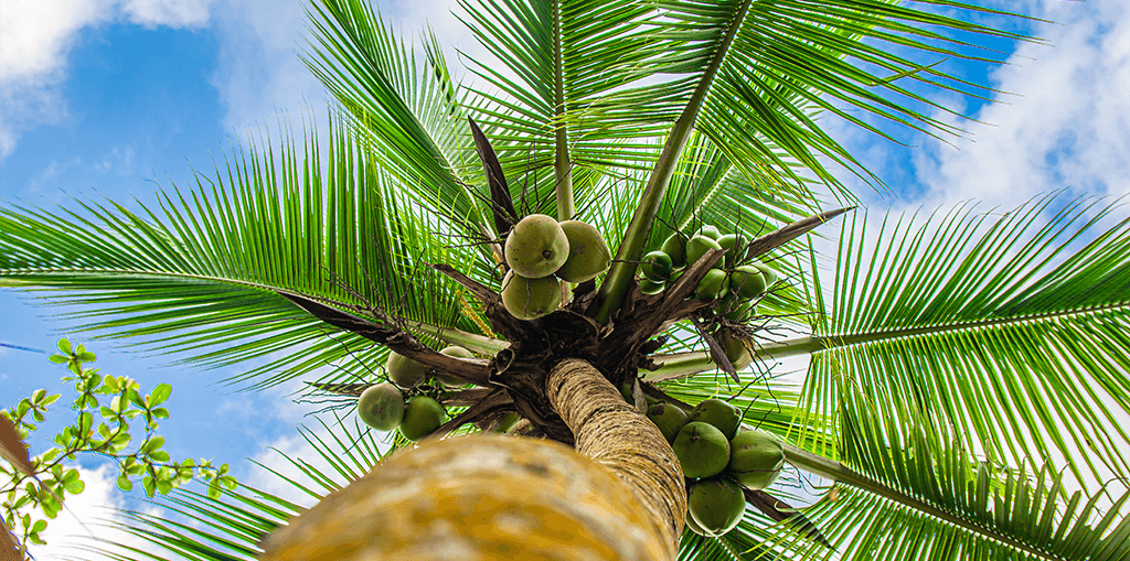 living color garden center how to grow coconut palm fruit trunk blue sky