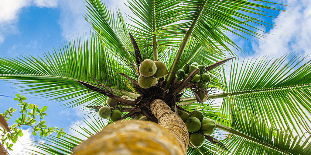 coconut tree of life