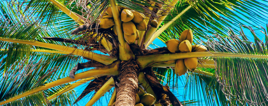 living color garden center how to grow coconut palm on blue sky