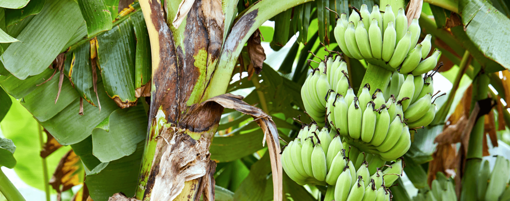living color garden center intro to edible landscaping banana tree with fruit