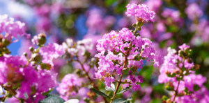living color garden center crape myrtles summer blooming pink flowers